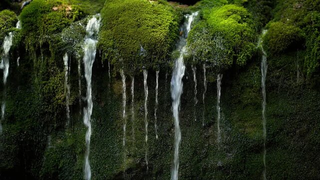 Water trickling down a moss wall