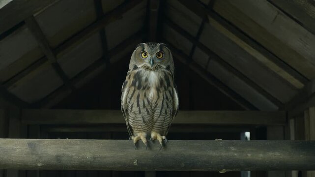 Owl blinking on a barn beam