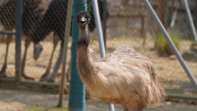 the happy emu smiling in the afternoon, portrait of australian emu in the zoo, glimpse of ostrich black feathers in the background