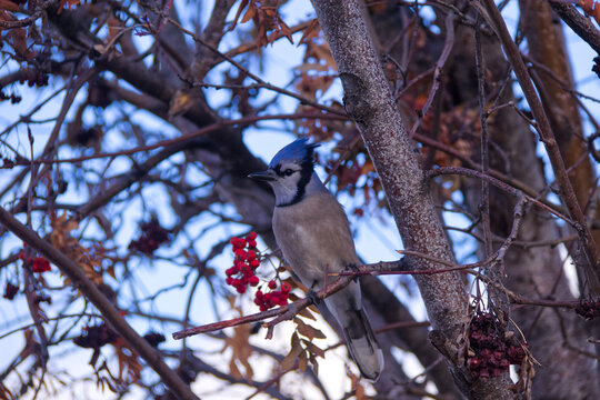 A Blue Jay in a Tree
