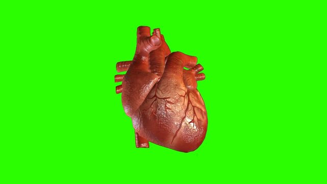 Realistic 3D animation of a beating human heart showing detailed veins and arteries isolated on a green screen background for chroma key medical education and cardiovascular health concepts.
