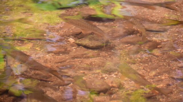 Mahseer barb gang in nature were swimming in the waterfall pool, High angle shot of a school of Mahseer fish swimming in a clear forest stream, Dat Fa Waterfall 