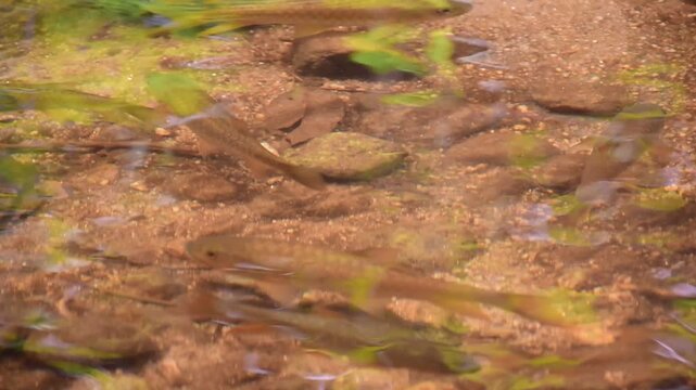 Mahseer barb gang in nature were swimming in the waterfall pool, High angle shot of a school of Mahseer fish swimming in a clear forest stream, Dat Fa Waterfall 