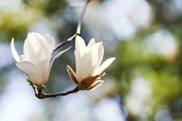 Close-up of white magnolia branches in spring, shallow depth of field flower photography.   © Hao