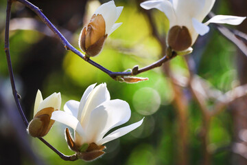 Close-up of white magnolia branches in spring, shallow depth of field flower photography.   © Hao