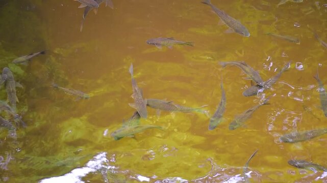 Mahseer barb gang in nature were swimming in the waterfall pool, High angle shot of a school of Mahseer fish swimming in a clear forest stream, Dat Fa Waterfall 