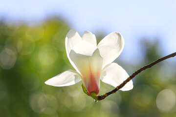 Close-up of white magnolia branches in spring, shallow depth of field flower photography.   © Hao