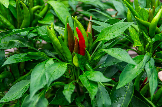 Green and red chili peppers growing among leaves in a garden.