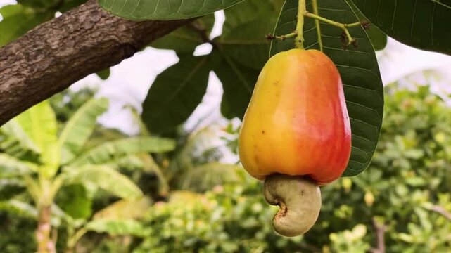 Ripe Cashew Apple and Attached Nut Growing on Tree
