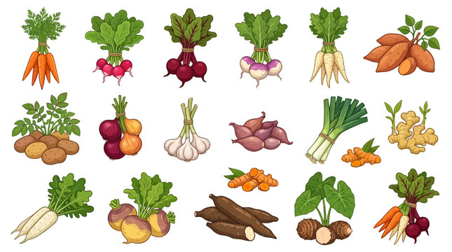 Assorted Root Vegetables and Herbs Vector Illustration Editable EPS