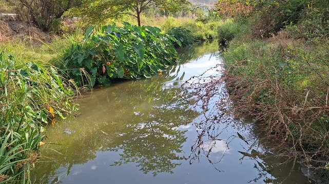 Canal para regad&iacute;o de terrenos para siembra de arroz