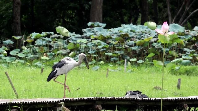 Asian Openbill Stork Fishing in a Lotus Pond: An Asian Openbill stork, with its distinctive beak, stands on a wooden walkway beside a lush green field.