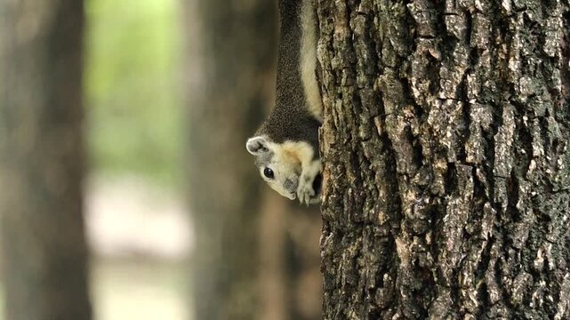 Squirrel on Tree Trunk: A close-up shot of a curious squirrel clinging upside down to a rough tree trunk, its beady eyes observing its surroundings amidst a blur of green foliage.