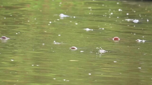 Frogs in Pond Water: Tiny frogs are visible amidst floating leaves and small debris on the surface of green pond water, creating a serene aquatic scene.