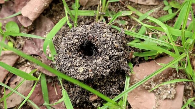 Ant Colony Entrance: A close-up shot reveals the meticulously constructed entrance to an ant colony, surrounded by blades of grass and fallen leaves.