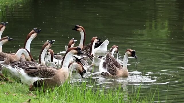 A Flock of Domestic Geese on the Water's Edge: A lively group of domestic geese, a mix of brown and white plumage, stand at the edge of a tranquil pond, some wading into the cool water.