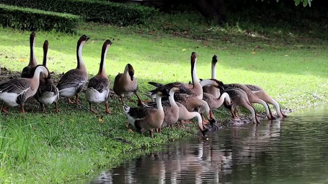 A Flock of Geese Descends to Drink: A cohesive group of geese, with their distinctive long necks and patterned plumage, gathers at the edge of a tranquil body of water, poised to quench their thirst.