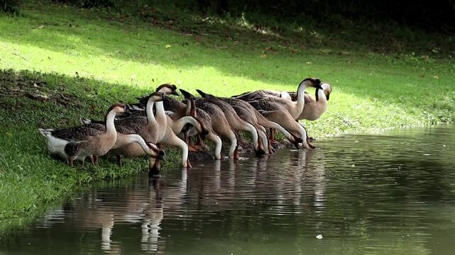 A Flock of Geese Drinks at the Water's Edge: A group of geese stands in a line along the grassy bank, bending down to drink from a calm body of water, reflecting the surrounding greenery and sky.