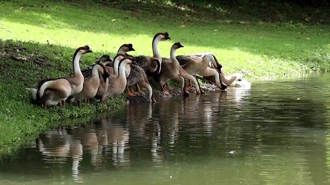 A Gaggle of Geese by the Water: A charming group of domestic geese, some standing and some bending to drink, are gathered on the grassy bank of a tranquil pond.