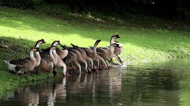 A Flock of Geese by the Pond: A group of geese stands in a line along the grassy bank of a serene pond, dipping their heads to drink the clear water under a dappled sunlight.