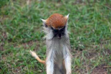 A cute Patas monkey baby with a distinctive reddish-brown crown and greyish-white body sits looking downwards in a grassy field © young