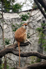 A brown Patas  monkey with a long tail is sitting on a tree branch © young