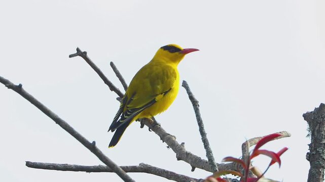 Vibrant yellow Black naped Oriole bird resting on a bare tree branch against a bright sky background wildlife nature