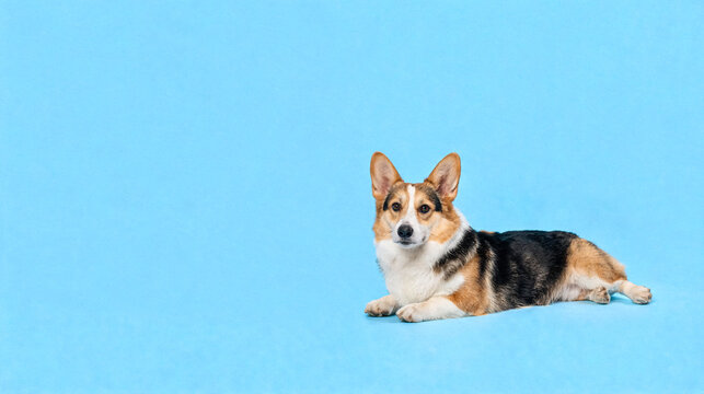 Pembroke Welsh Corgi dog lying on a light blue studio background