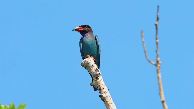 Oriental dollarbird perched on a bare branch holding a caught insect prey in its red beak against a clear blue sky background wildlife nature