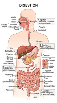 Human digestive system anatomy medical diagram, digestive tract organ chart illustration, educational biology health poster