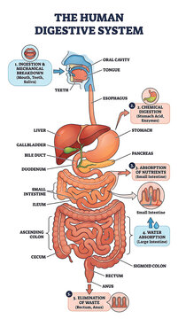 Human Digestive System Diagram, Anatomy Illustration, Medical Science Education, Gastrointestinal Tract Organs, Biological Chart