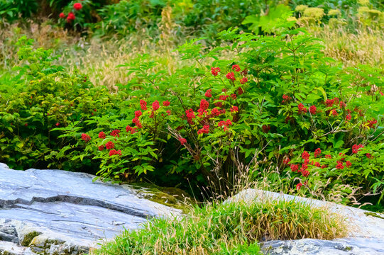High Bush Cranberries near the Columbia Glacier, between Whittier and Valdez, Alaska.