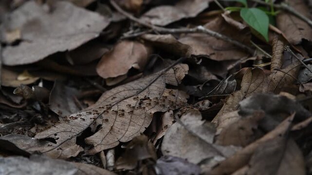Termites are soil fauna that function as primary decomposers of plant litter in tropical rainforests.