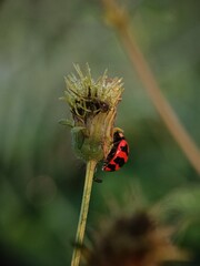 Ladybug Resting on Dewy Flower Bud in Early Morning © Zi