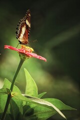butterfly on flower © Tandyo