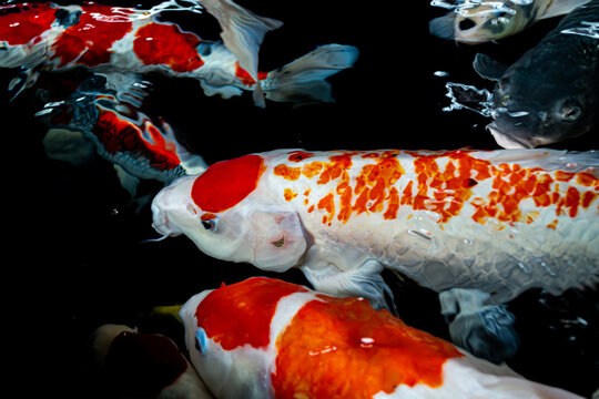 High-Angle Shot of Vibrant Japanese Koi Fish Swimming in Clear Pond Water under Bright Sunlight, Showing Detailed Scale Patterns