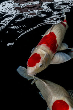 High-Angle Shot of Vibrant Japanese Koi Fish Swimming in Clear Pond Water under Bright Sunlight, Showing Detailed Scale Patterns