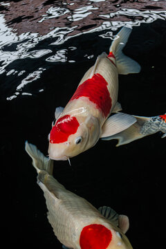 High-Angle Shot of Vibrant Japanese Koi Fish Swimming in Clear Pond Water under Bright Sunlight, Showing Detailed Scale Patterns