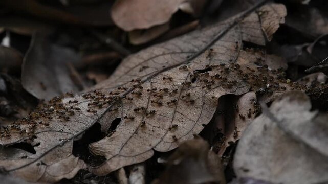 Termites are soil fauna that function as primary decomposers of plant litter in tropical rainforests.