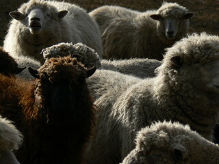 Flock of sheep backlit in the field, one looking at the camera © Jose Ferreyra