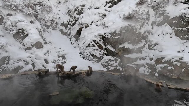 雪に覆われた地獄谷温泉の岩風呂から立ち上る湯気のパン撮影