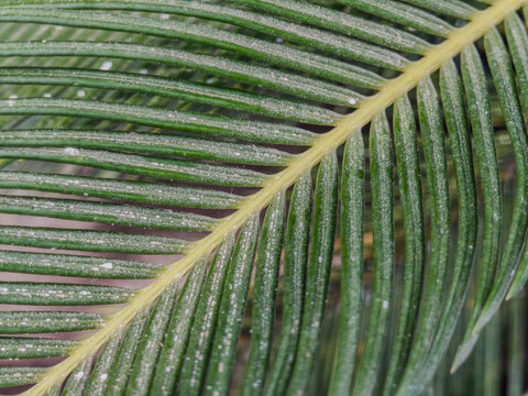 Close up of green sago palm cycas revoluta frond infested with white scale insects and pests