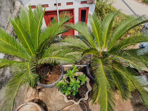 Top view of potted sago palm cycas revoluta and adenium plants in garden