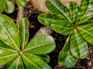 Top view close up of fresh green adenium plant leaves in pot © MuhammadRizki