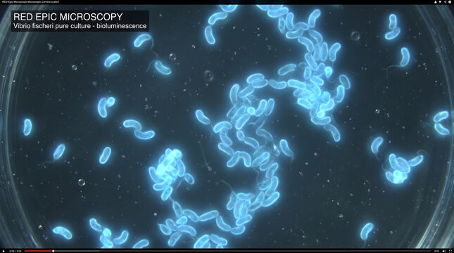 Microscopic view of glowing blue luminescent bacteria chain sample