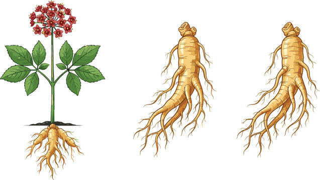 Panax ginseng plant with red flowers green leaves and healthy organic roots isolated on white background vector