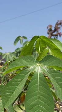 Close-up texture of green cassava leaf with detailed veins in natural light