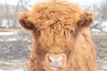 Fototapeta premium cow in winter