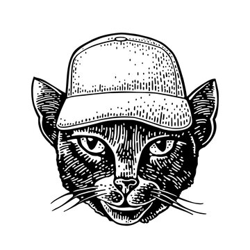 Cat photographer dressed in the baseball cap, t-shirt. Vintage black engraving illustration. Isolated on white background. Hand drawn design element for poster