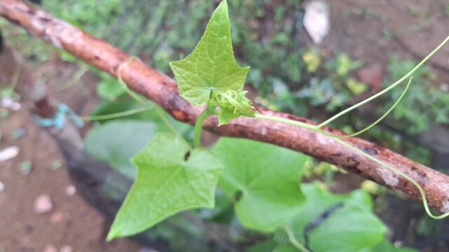 Fresh green chayote leaves Sechium edule climbing on wooden support pole in organic garden during daytime agricultural growth